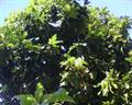 Polynesian Chestnut, Aila or Mape tree